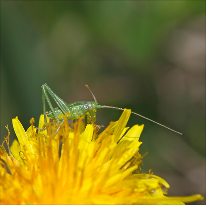 larve probablement phaneroptera nana