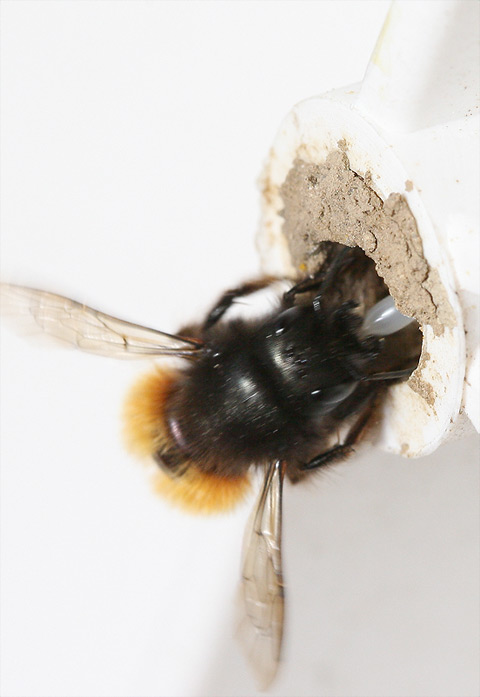 l'abeille osmie cornue transporte son oeuf
