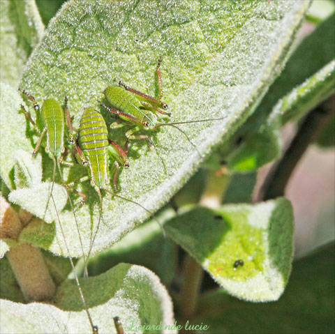 3 larves de sauterelles sur feuilles de ciste