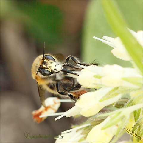 Anthophora plumipes: vue de face