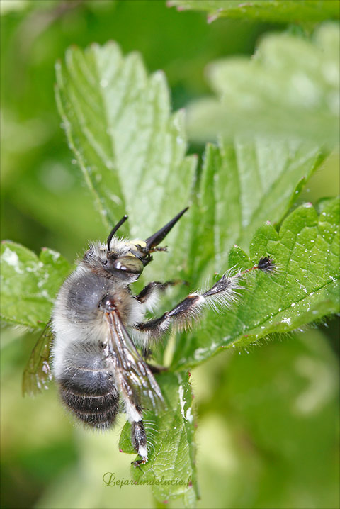 patte de mâle Anthophora plumipes