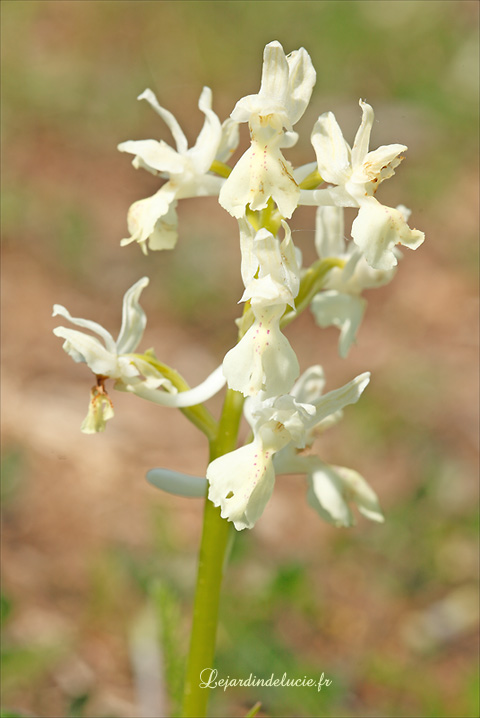 Orchis provincialis