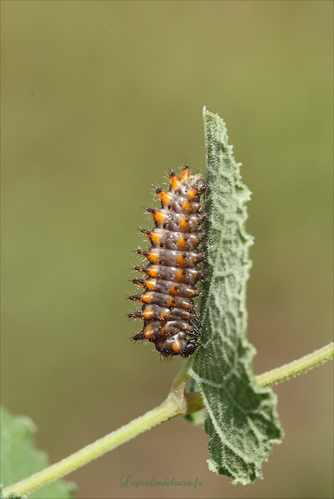 chenille de Diane