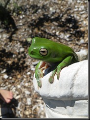 froglet2