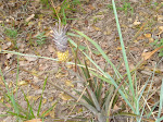 DSC01409_1200x900.jpg