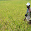 rice fields3.jpg