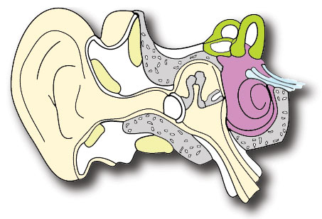 Anatomy of a human ear