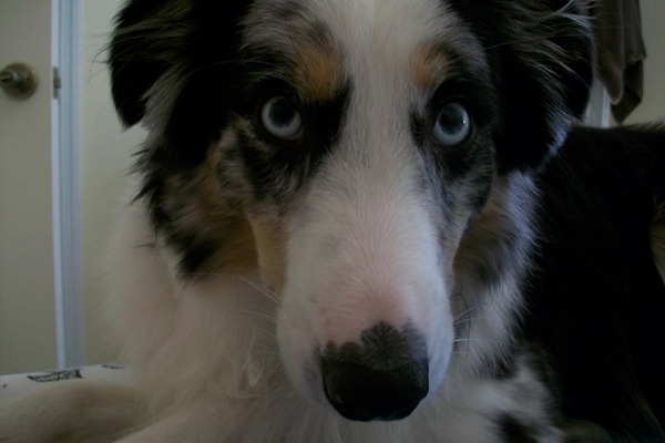 buddyface