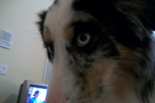 doggies 008
