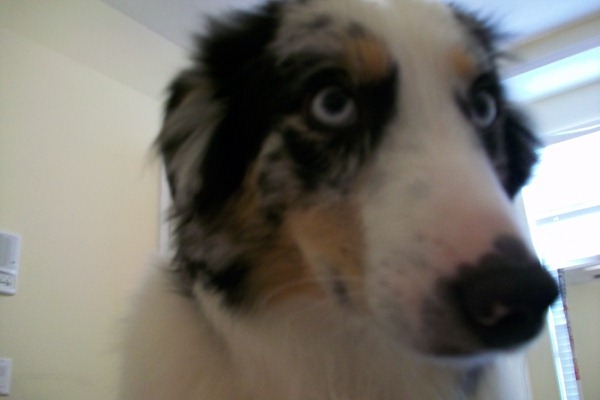 doggies 006
