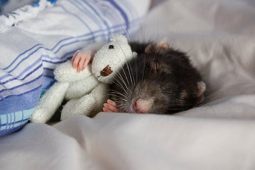 [rat-with-a-teddy-bear-16026-1233948665-3[3].jpg]