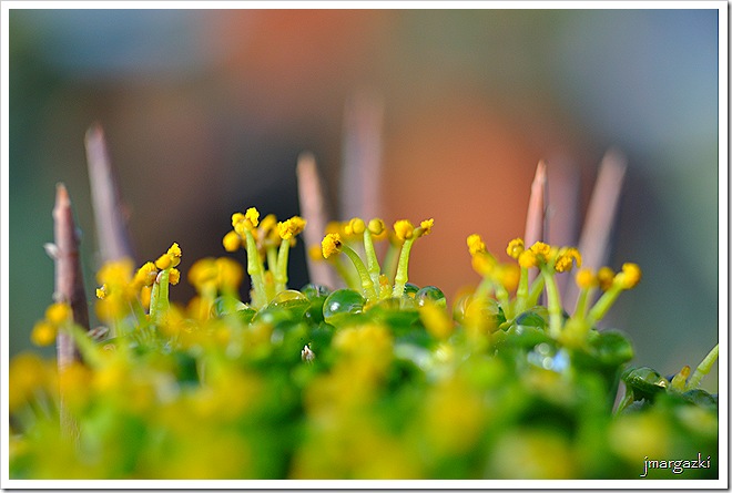 DSC_0003 DSC_0003