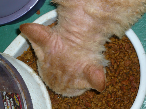 thyroid gland near ear inflamed