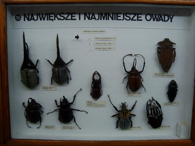 Największe i najmniejsze owady