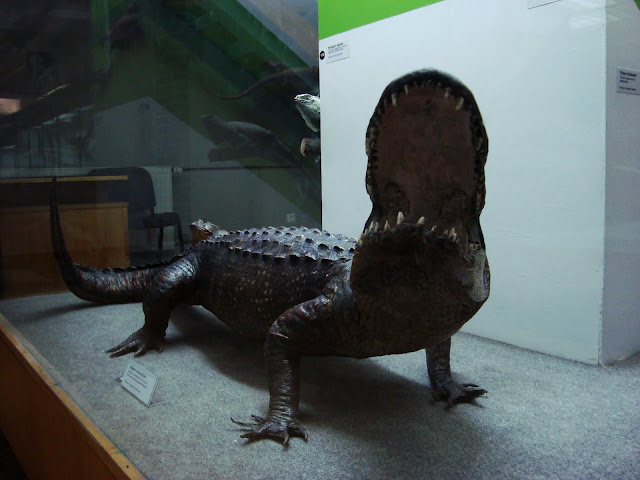 Muzeum Przyrodnicze we Wrocławiu - Aligator missisipijski