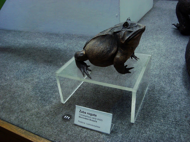 Muzeum Przyrodnicze we Wrocławiu - Żaba rogata