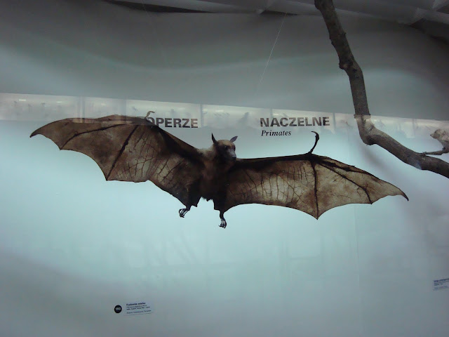 Muzeum Przyrodnicze we Wrocławiu - Rudawka wielka
