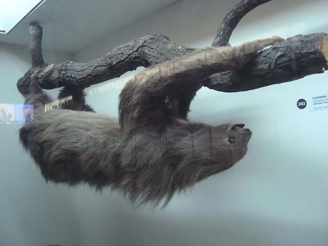 Muzeum Przyrodnicze we Wrocławiu - Leniwiec