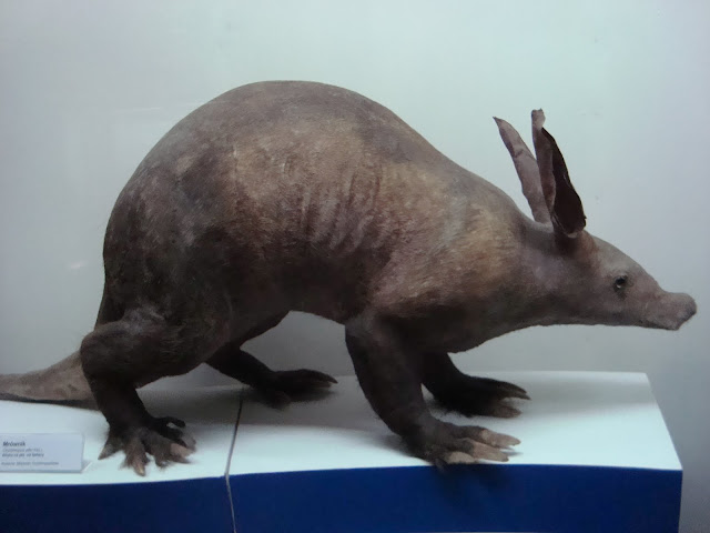 Muzeum Przyrodnicze we Wrocławiu - Mrównik