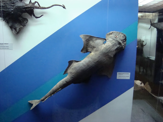 Muzeum Przyrodnicze we Wrocławiu - Anioł morski
