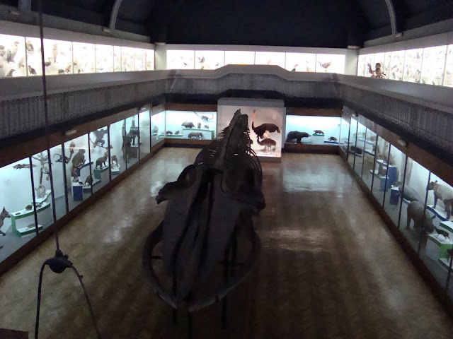 Muzeum Przyrodnicze we Wrocławiu - sala "Świat zwierząt"