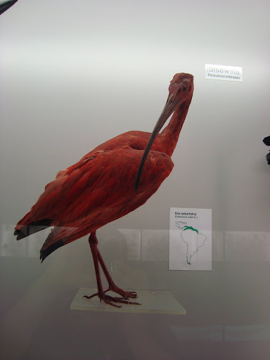 Muzeum Przyrodnicze we Wrocławiu - Ibis szkarłatny