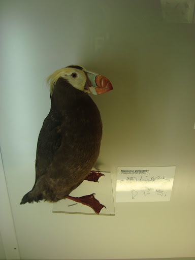 Muzeum Przyrodnicze we Wrocławiu - Maskonur złotoczuby