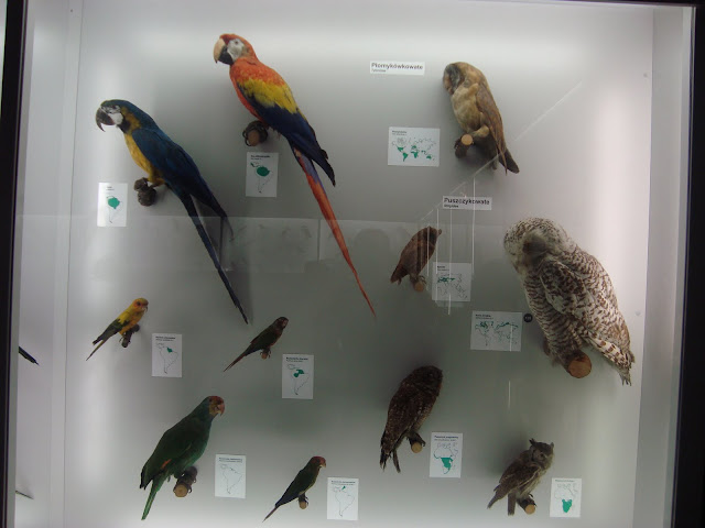 Muzeum Przyrodnicze we Wrocławiu - Sowy i papugi