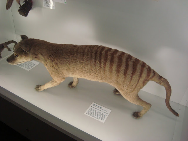Muzeum Przyrodnicze we Wrocławiu - Wilk workowaty