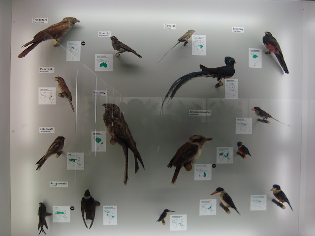 Muzeum Przyrodnicze we Wrocławiu - Ptaki