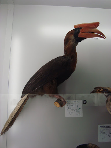 Muzeum Przyrodnicze we Wrocławiu - Dzioborożec filipiński
