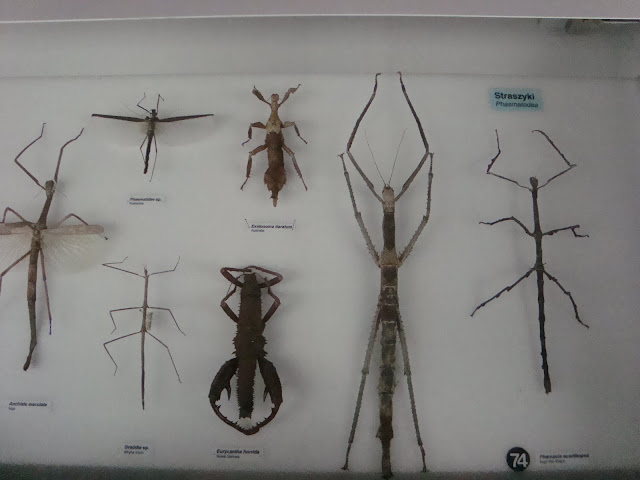 Muzeum Przyrodnicze we Wrocławiu - Straszyki