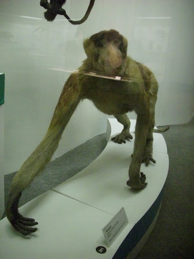 Muzeum Przyrodnicze we Wrocławiu - Nosacz