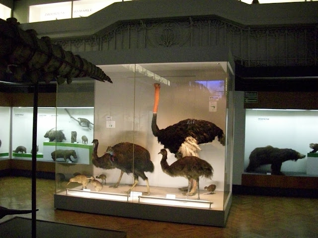 Muzeum Przyrodnicze we Wrocławiu - wielka gablota z ptakami Australii i strusiem afrykańskim