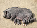 Ogród Fauny Polskiej ZOO Bydgoszcz