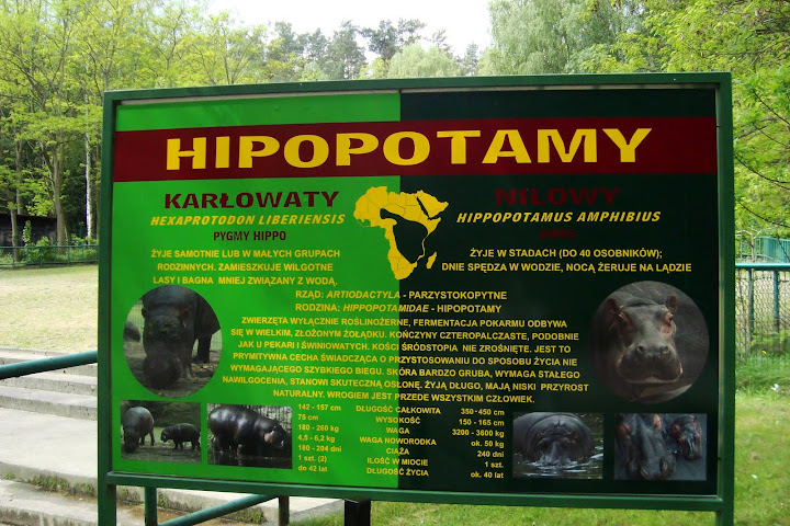 Hipopotam nilowy i karłowaty - znajdź różnicę...