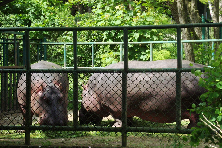 Hipopotamy nilowe na przedwybiegu - Zoo Oliwa