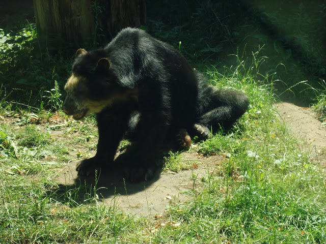 Bueno - niedźwiedź okularowy z wrocławskiego zoo