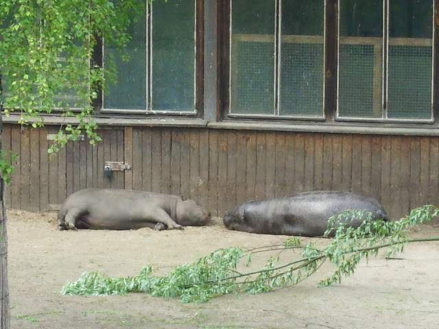 Niunia i Hugo jeszcze razem - hipopotamy karłowate z oliwskiego zoo (czerwiec 2010)