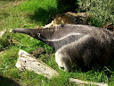 ZOO Opole (2009-2010)