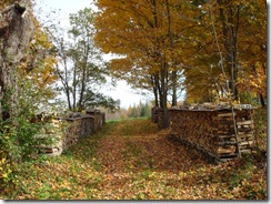 woodpile5