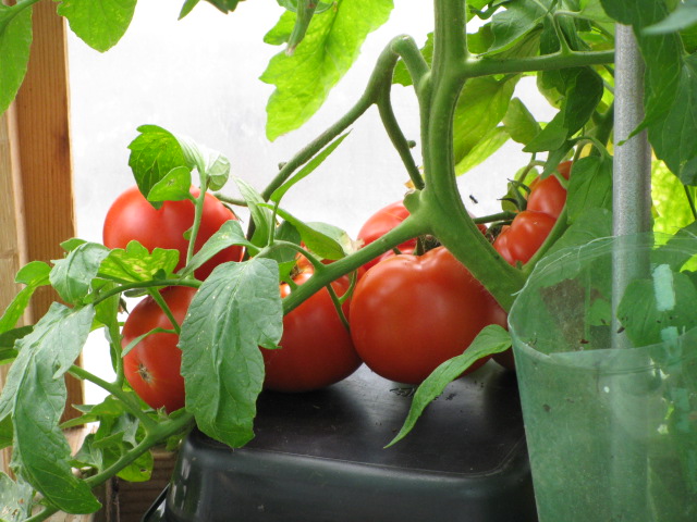Greenhouse tomato 'Beefsteak'