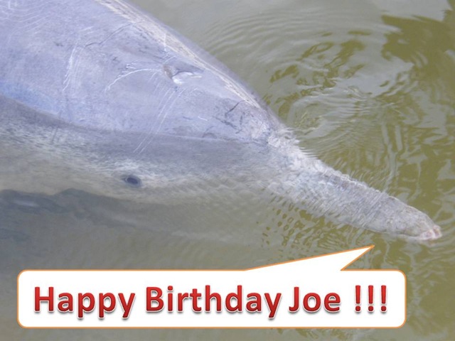 [Joes_birthday_dolphin26.jpg]