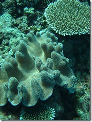 Great Barrier Reef 069