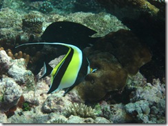 Great Barrier Reef 167