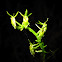 Orquidea