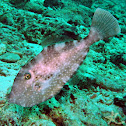 Unicorn Leatherjacket