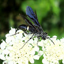 Cuckoo Bee ?
