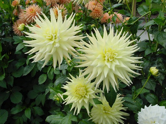 [lgpaleyellowcactus[3].jpg]