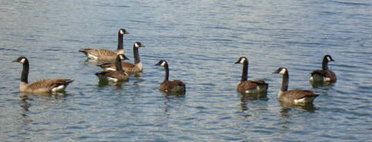 [geese[4].jpg]